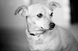 Make your Dog a Star!