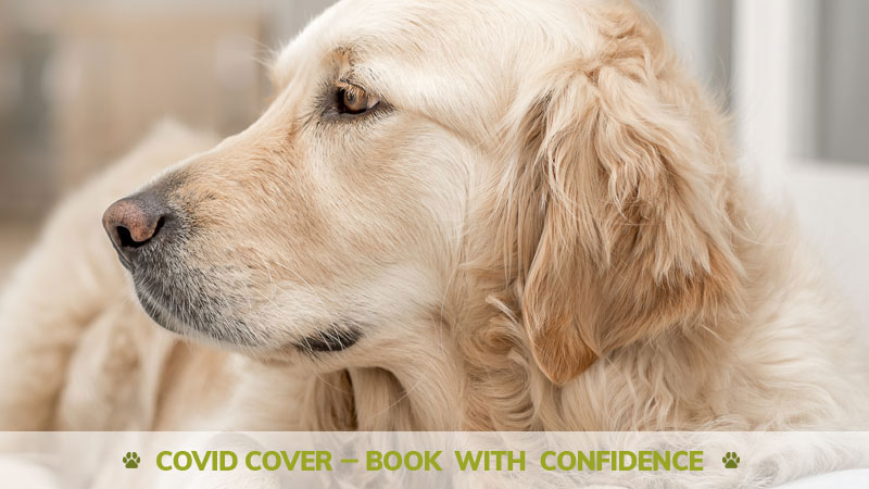 private dog boarding