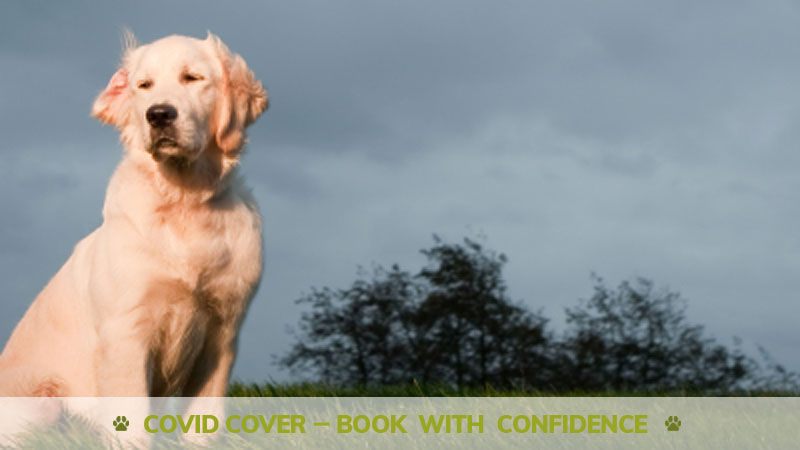 home from home dog sitting