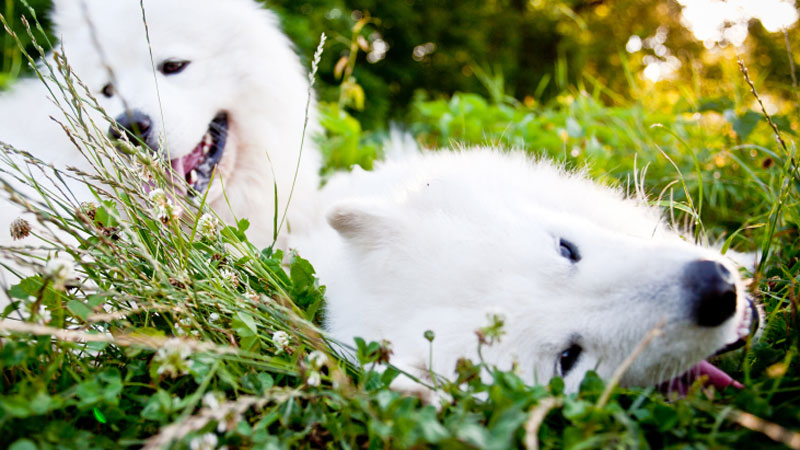 Samoyeds