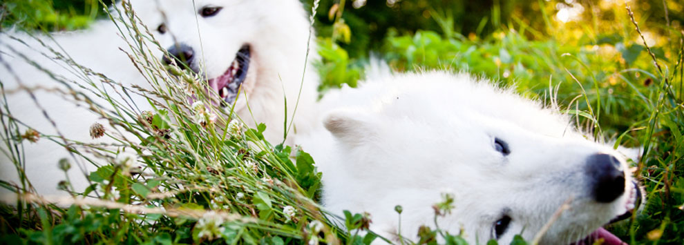 Samoyeds