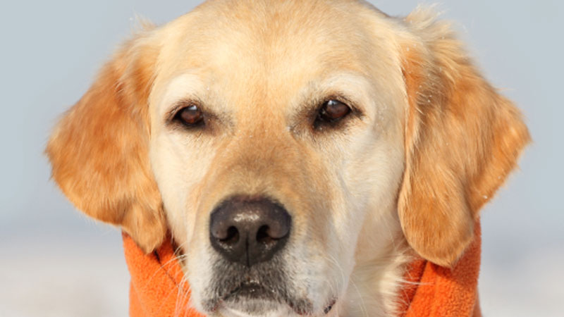 Labrador with Scarf