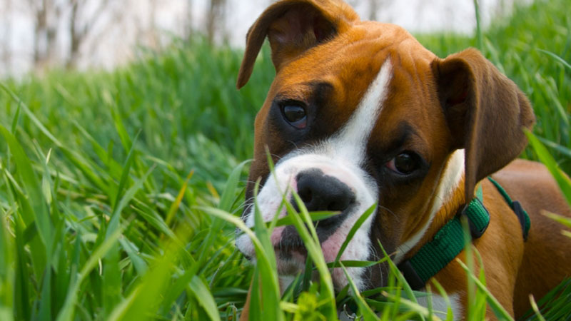 Boxer Puppy