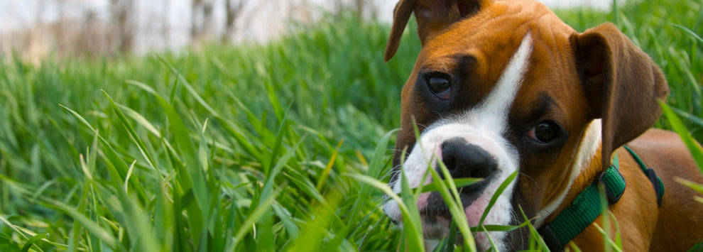 Boxer Puppy