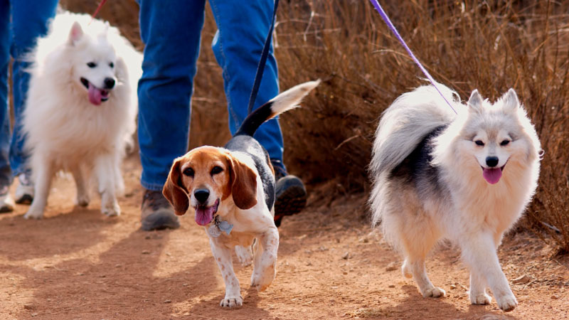 Walking Dogs