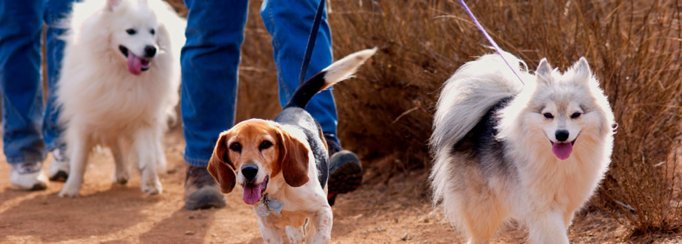 Walking Dogs